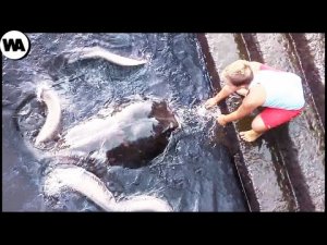 ▶️ Опасные животные которые могут быть дружелюбными