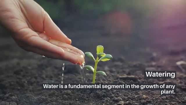 how to grow Firecracker Plant | Russelia Equisetiformis смотреть онлайн