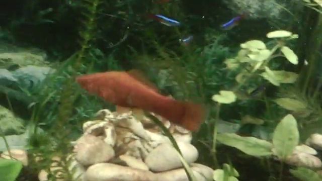 Аквариум 125 литров смотреть онлайн