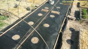 Выращиваем арбузы.Готовим грядку под посадку арбузов.