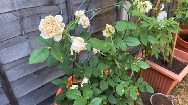 Розы в саду 2022. Лучшие сорта роз в саду. Розы в 40 градусов жары. Розы в горшках и кошмар для них смотреть онлайн