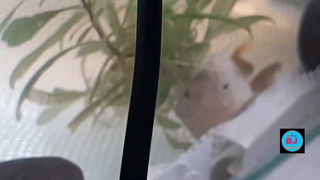 how to breed leopard danio easily in English смотреть онлайн