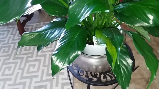 Here's How to Start a Peace Lily Plant Collection | Peace Lily Care for Beginners | Part 2 смотреть онлайн