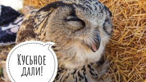 Сова Ёль с яйцом - как курица с яйцом, только сова с яйцом. Откуда в цыплятах желток?