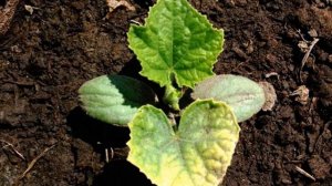 Выращивание огурцов. Почему  сохнут листья?( Фузариозное увядание огурцов)