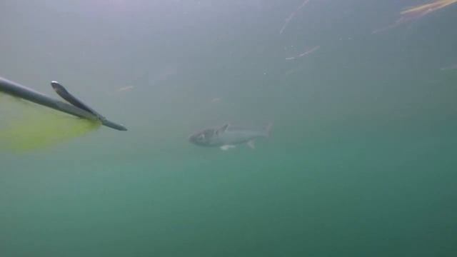 Как попасть в Саргана и Кефаль смотреть онлайн