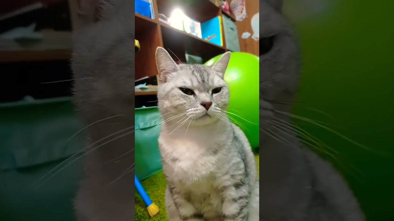 Милый котик #Shorts смотреть онлайн