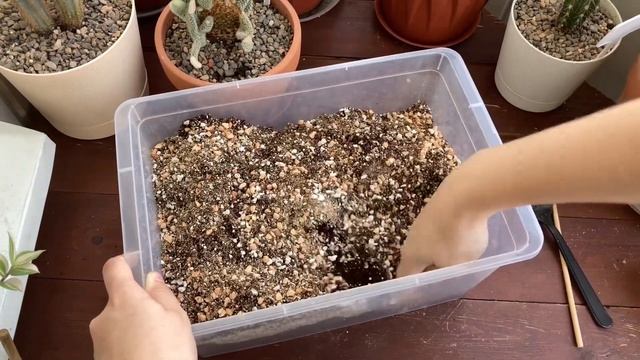 Бюджетный грунт для суккулентов. Мой вариант смотреть онлайн