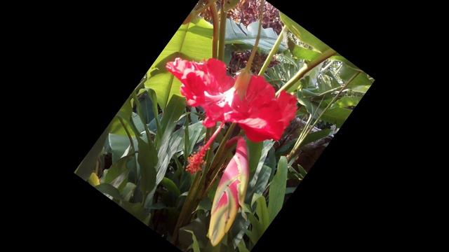 Pretty Flowers In My Garden #1 🌼🌸🏵️🌺💐❀ смотреть онлайн