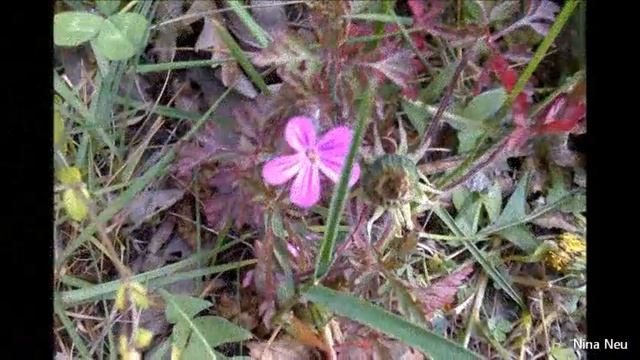 Германия ***красоты Рейна***Romantischer Rhein*** смотреть онлайн