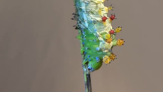 Cecropia Moth Caterpillar Molting (Hyalophora cecropia) смотреть онлайн