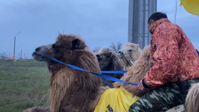 Верблюды поют