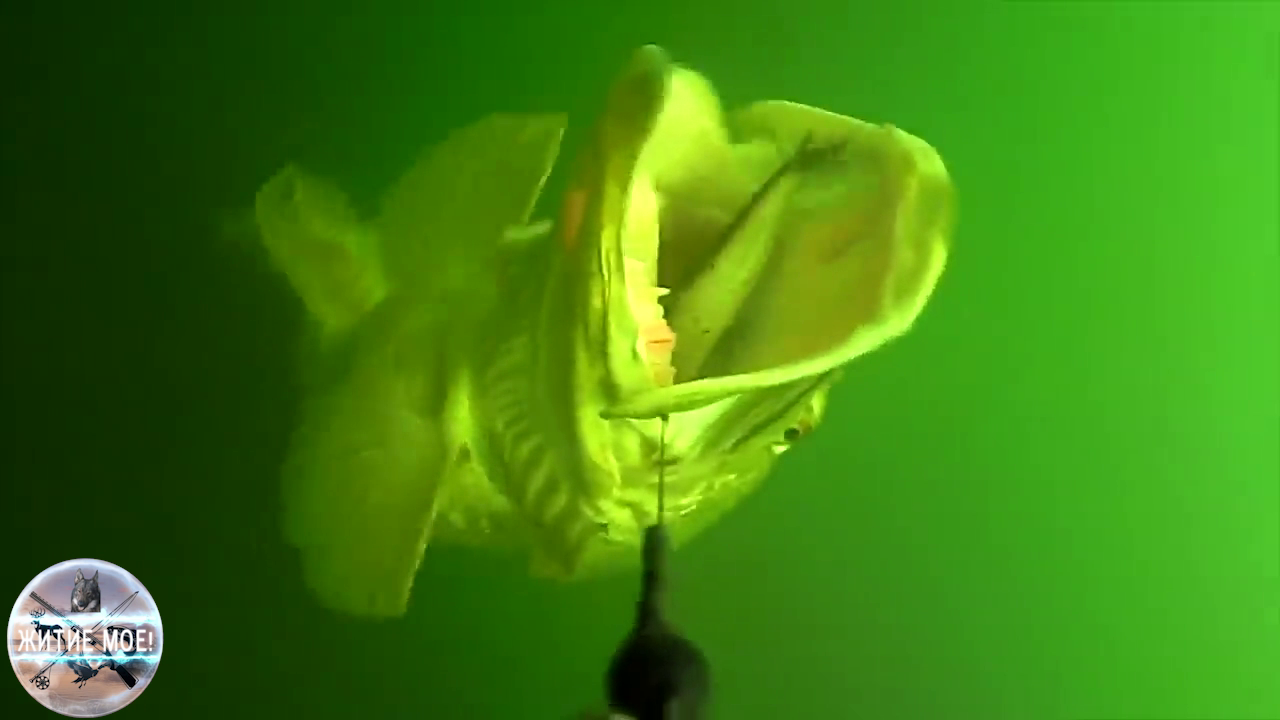 Охота и рыбалка. Поимка щуки на 15,6 кг. на мертвого живца. Подводная съемка смотреть онлайн