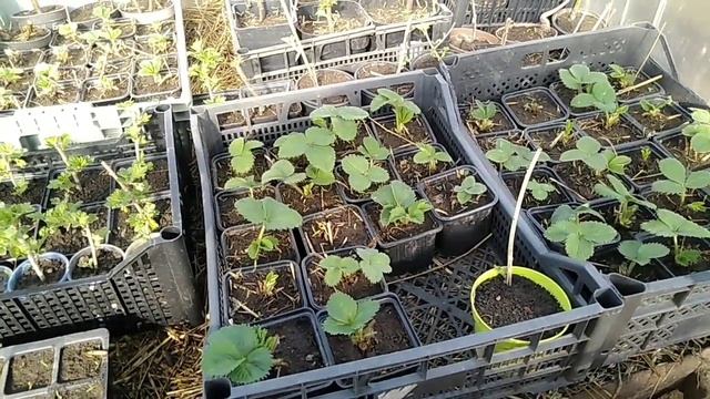 Ремонтантные и НСД сорта клубники// Ягодный Огород смотреть онлайн