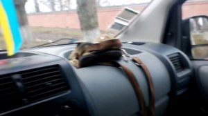 Пежо Экперт Peugeot Expert с пробегом  видео обзор отзывы  владельца