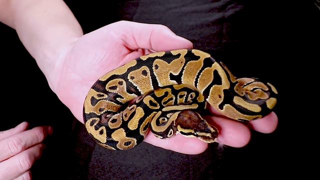 Ball python 'Het Pied Markers' explained! смотреть онлайн