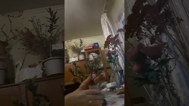 Дерево Китайская вишня или дерево с ягодами смотреть онлайн