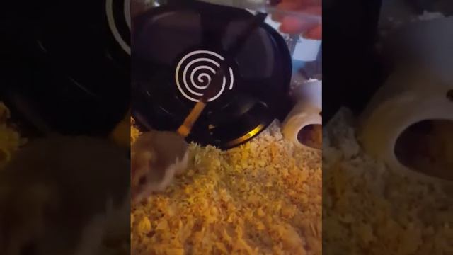 Hamster 8inch Wheel  ~6.8.2020
