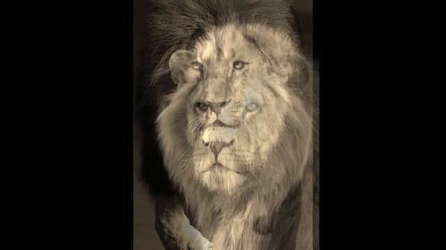 Top 50 Best Lion Tattoo смотреть онлайн