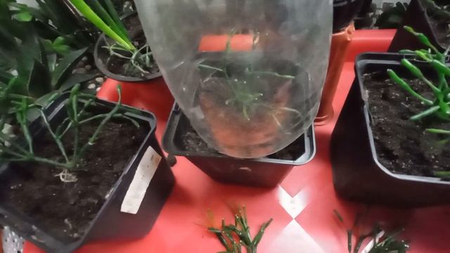 РЕЗУЛЬТАТ ЧЕРЕНКОВАНИЯ И УКОРЕНЕНИЯ ХАТИОРЫ !