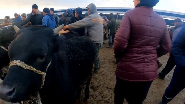 ТАРАЗ МАЛ БАЗАРЫ 08.01.2023 МҮЙІЗДІ ІРІ ҚАРА БАҒАЛАРЫ /БАЗАР КЗ смотреть онлайн