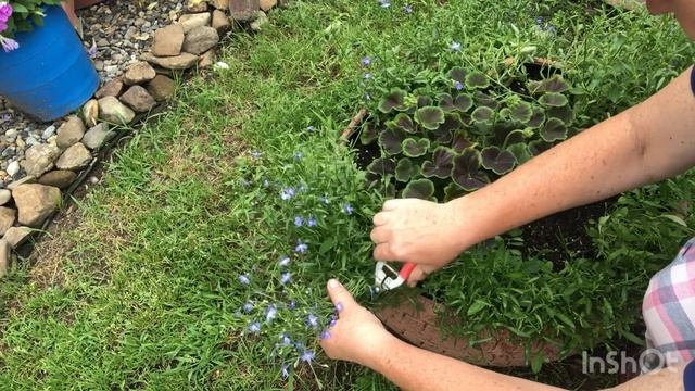 Петунии после ливня/Стрижка/Клубника на зиму/ смотреть онлайн