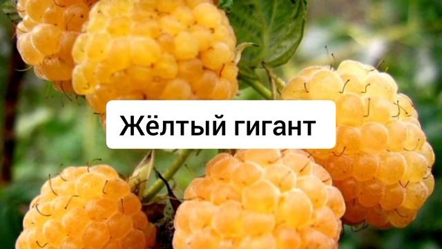 САМЫЕ ПОПУЛЯРНЫЕ СОРТА МАЛИНЫ смотреть онлайн