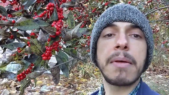 Winterberry Holly (Ilex verticillata) смотреть онлайн