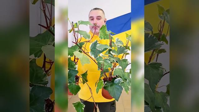 Плющ Канарский, цена 250 и 300 гривен! Бронь в вайбер 0996782355 смотреть онлайн