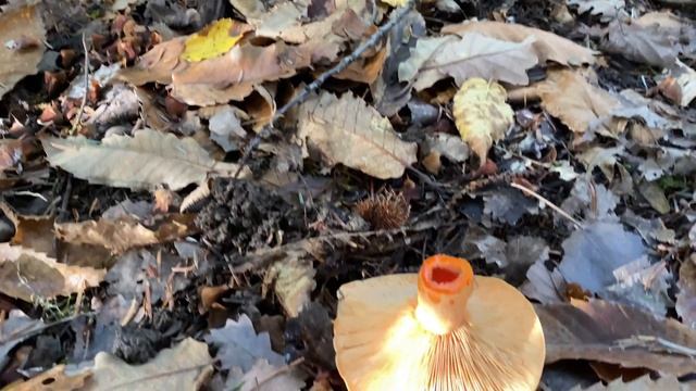 Lactarius salmonicolor, November 7, 2022 смотреть онлайн