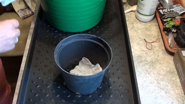 Получила посылку с гортензиями. Как правильно их обработать,посадить и обрезать. смотреть онлайн