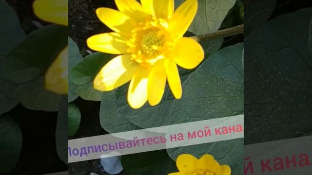 Стихи, затронувшие душу. О весне и о нас.... смотреть онлайн