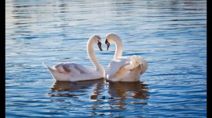 Сергей Куприк   лучшие песни