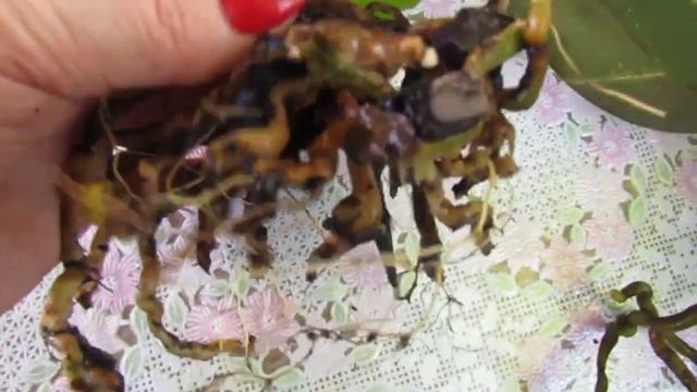 Проверка корней орхидей в керамике в ЗС Спустя 5 месяцев  Чрезмерный Последний Полив