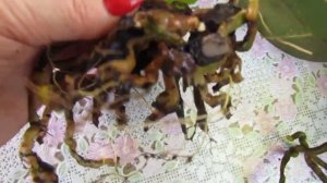 Проверка корней орхидей в керамике в ЗС Спустя 5 месяцев  Чрезмерный Последний Полив