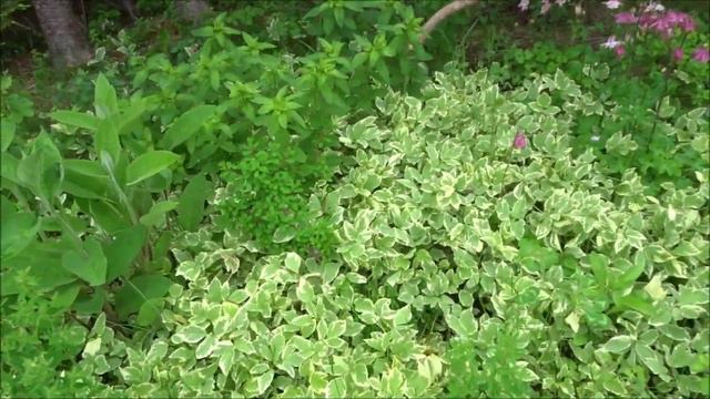 Newfoundland Half Acre Homestead 🌻 Permaculture & Pollinators What's Blooming In June? смотреть онлайн