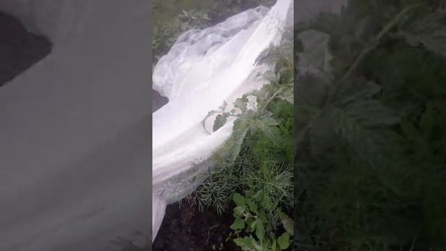 Сорт помидор Монгольский карлик и непас 9 непас 13 смотреть онлайн