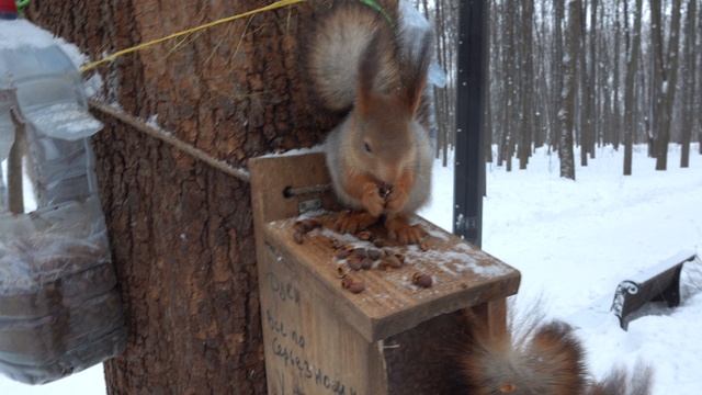 Сегодня много голодных белок смотреть онлайн