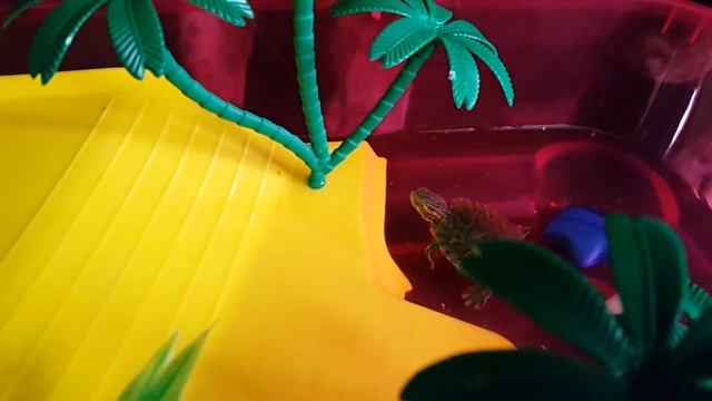 Кормление красноухой черепахи. смотреть онлайн