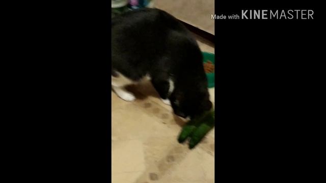 Реакция моей кошки на огурцы... смотреть онлайн