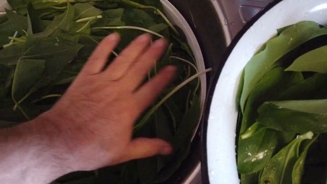 Сушка Черемши Allium ursinum смотреть онлайн