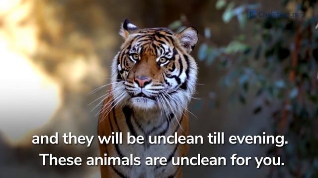 Leviticus 11: Clean and Unclean Food | Bible Stories смотреть онлайн