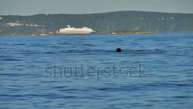 Diving in fjord with ferry, legs sticking out of water, ferry between Denmark and Norway смотреть онлайн