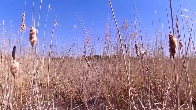 Окунь и крупный карась. Подводные съёмки (рыбалка Рубцовск) смотреть онлайн