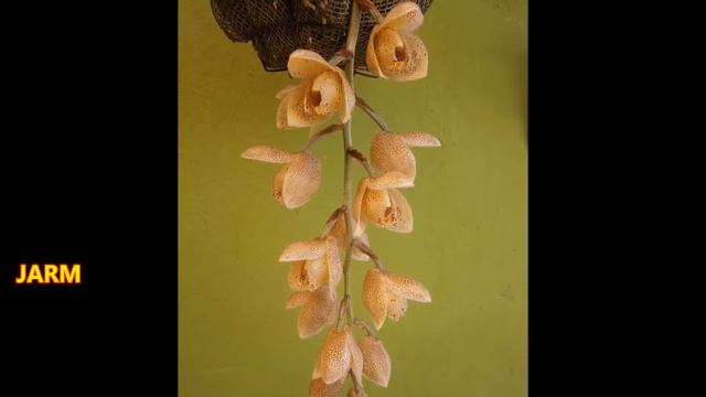 Orquideas del género Acineta.Orchids of the genus Acineta. Multilingual subtitled. смотреть онлайн