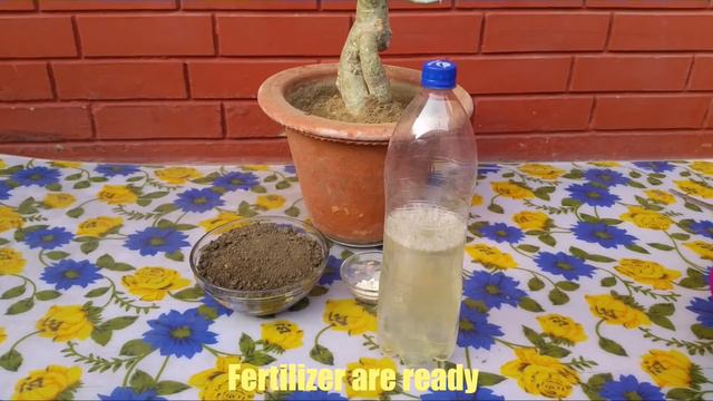 Adenium Flowering Booster Fertilizer//Adenium Organic Fertilizer For More Blooming смотреть онлайн