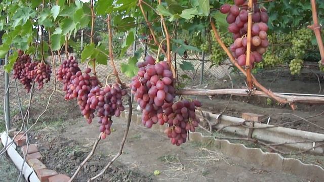 На винограднике: Подарок Ирине смотреть онлайн