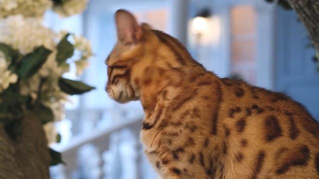 Бенгальская кошка Буся - игра с бабочкой / Bengal Cat Busya And Butterfly