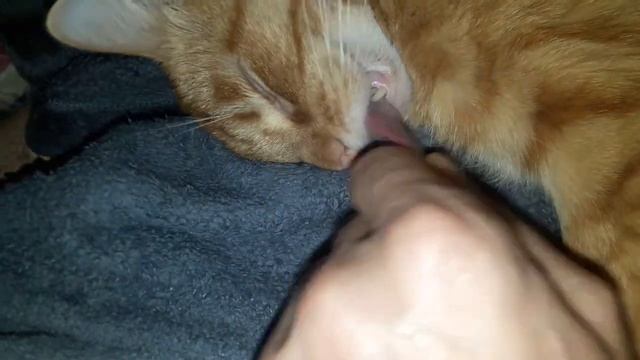 кот в отключке полной смотреть онлайн
