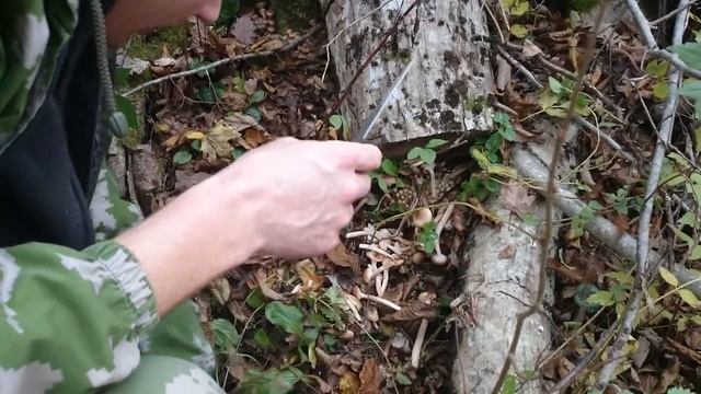 СБОР ГРИБОВ В ЛЕСУ ОПЯТА !!!!!!! / Gathering mushrooms in the forest. смотреть онлайн